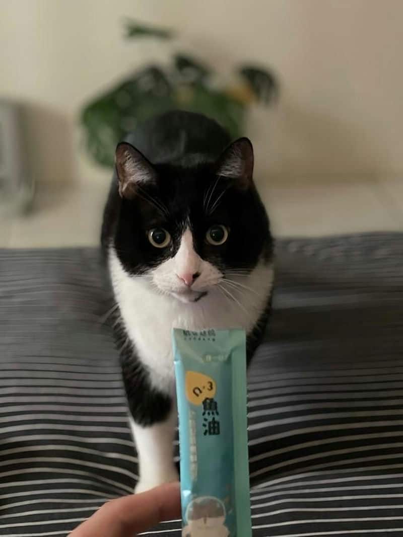 貓有話說的乳鐵蛋白主食餐包真的好好吃