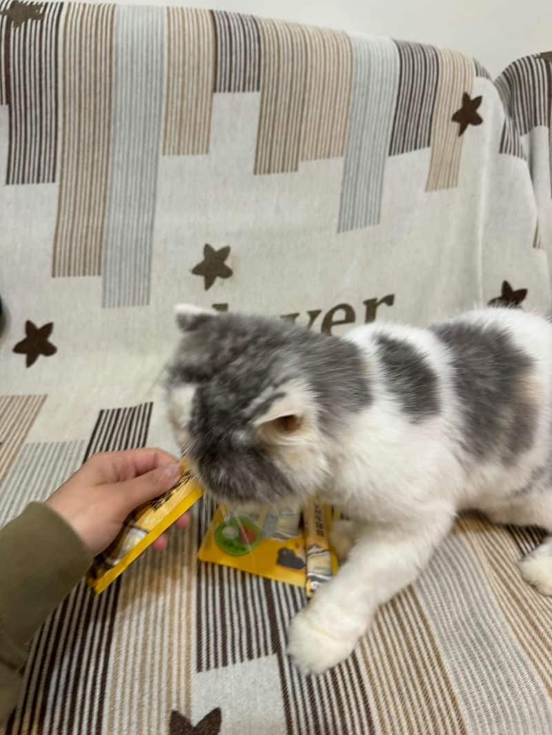 2025年貓有話說：讓挑嘴貓咪無法拒絕的主食罐