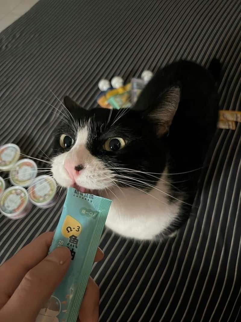 今年最頂肉泥餐包選擇：貓有話說 乳鐵蛋白主食餐包