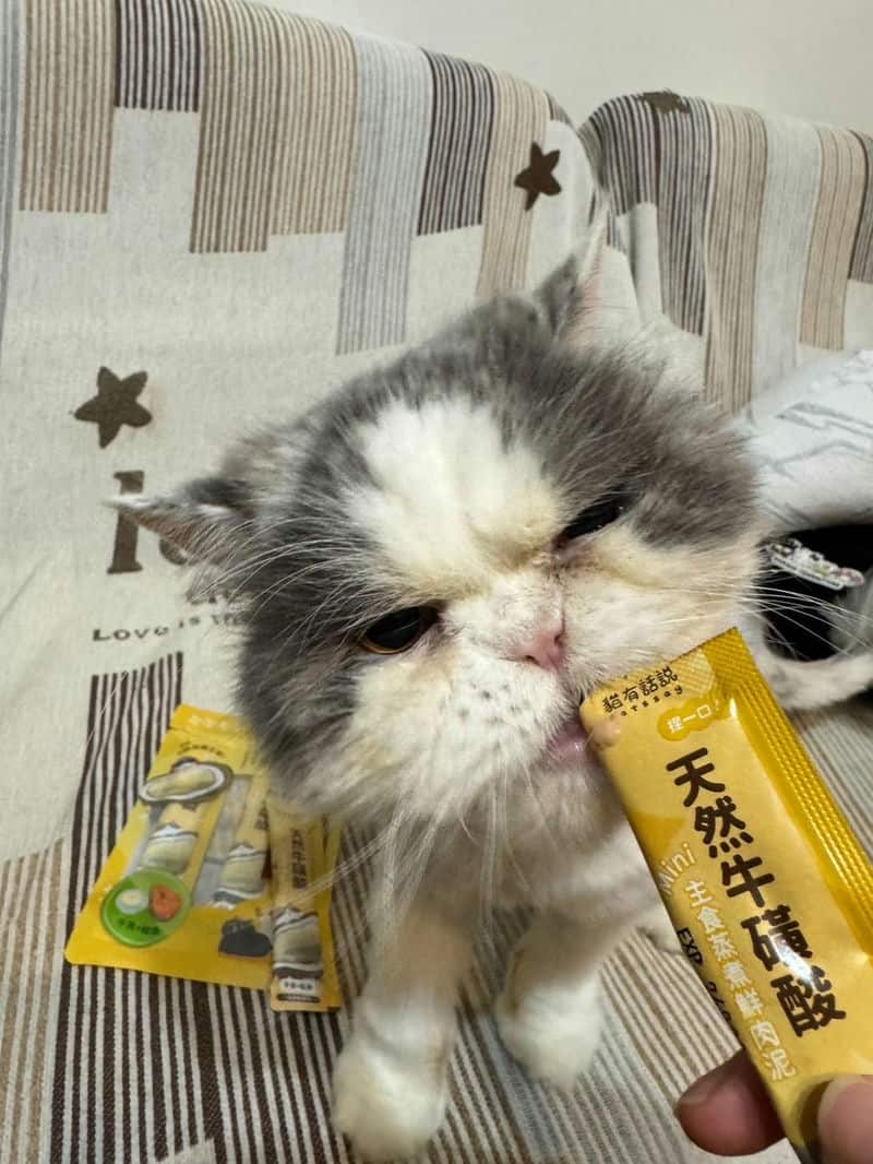 2025年貓有話說：為什麼我家貓咪愛上「尋寶罐」主食罐