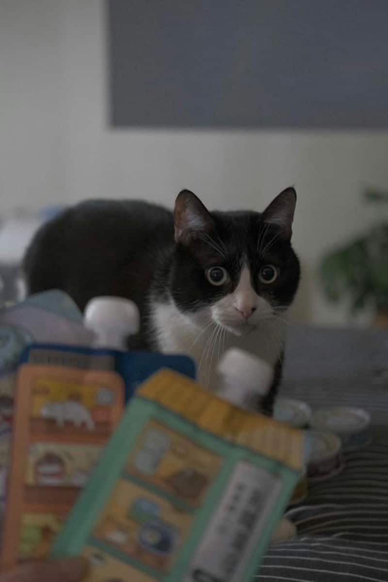 為什麼「貓有話說」成為貓咪主食的首選