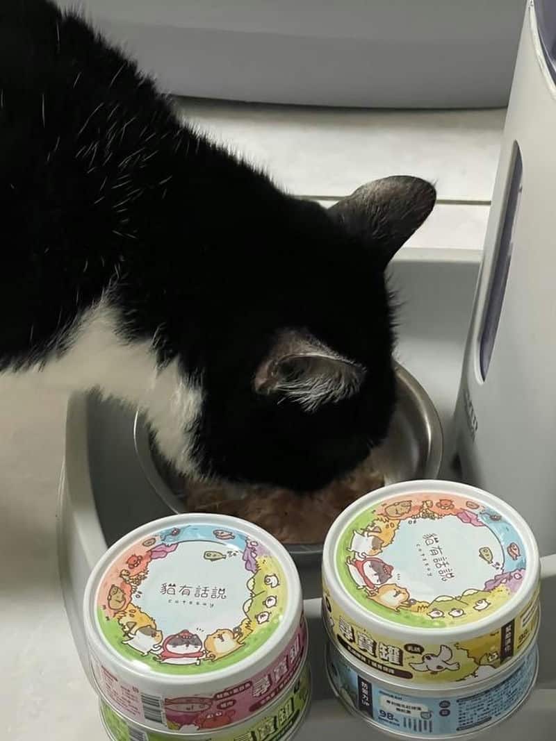 為什麼「貓有話說」成為貓咪主食的首選