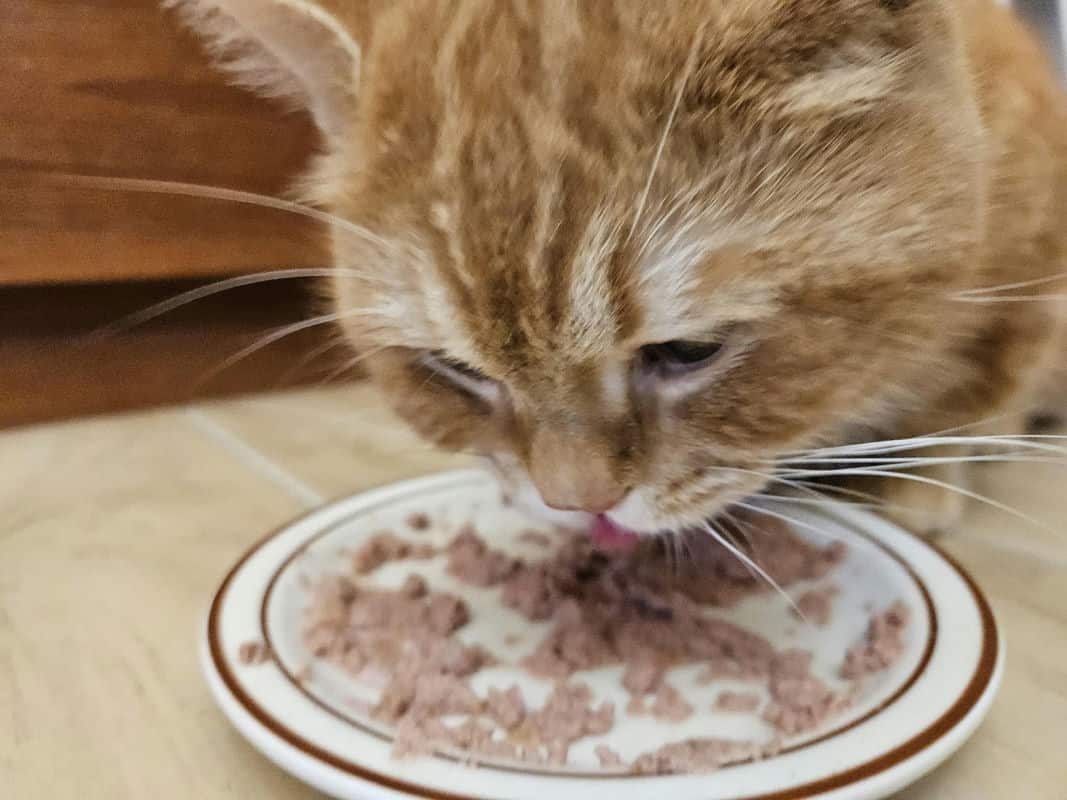 為什麼毛孩需要鮮食必須肉肉的答案讓你秒懂