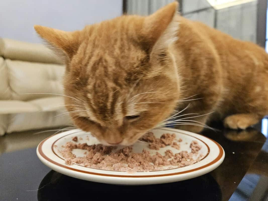 為什麼毛孩需要鮮食必須肉肉的答案讓你秒懂