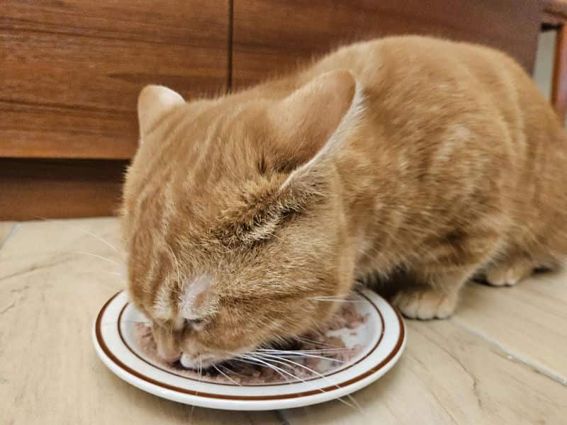 肉肉工作室鮮食:讓貓咪腎臟健康的美味選擇 肉肉工作室鮮食:讓貓咪腎臟健康的美味選擇