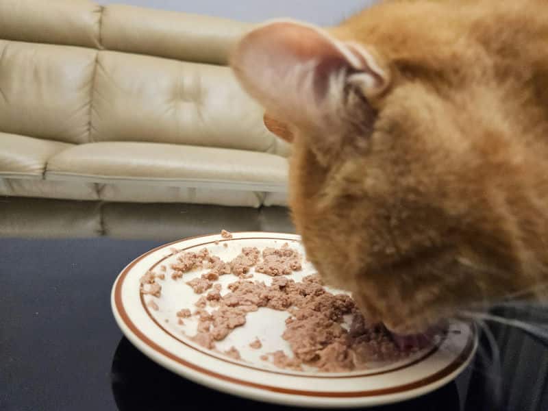 肉肉工作室鮮食，讓貓咪健康增添色彩，泌尿腎臟保健鮮食包的選擇