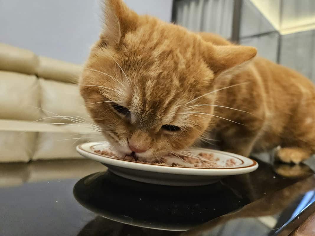 健康從「吃」開始：選擇肉肉工作室的全能營養鮮食包