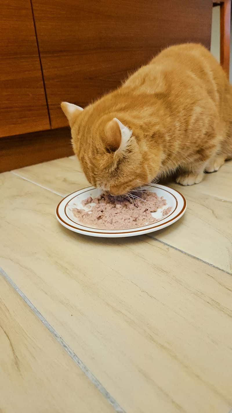 健康從「吃」開始：肉肉工作室助我家貓貓變健康