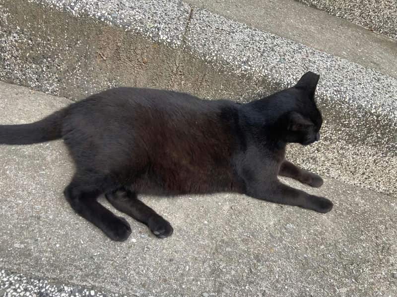 留學韓國的秘密武器：「留學吧Study bar」讓你輕鬆上手